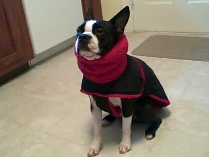 Boston terrier winter coat
